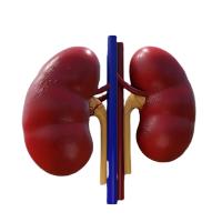 3d-rendering-human-kidney-organ-perspective-view